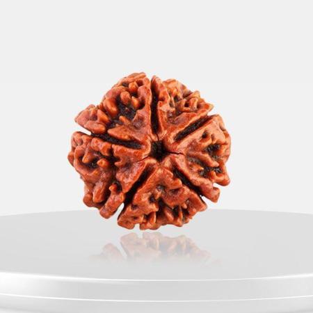 ॐ Original Nepal Origin 5 Mukhi (Panchmukhi) Rudraksha – 17mm to 22mm ॐ