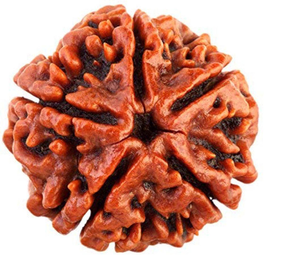 Rudraksha