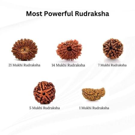 ॐ Original Nepal Origin 5 Mukhi (Panchmukhi) Rudraksha – 17mm to 22mm ॐ