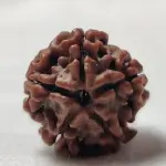 ॐ Original Nepal Origin 5 Mukhi (Panchmukhi) Rudraksha – 17mm to 22mm ॐ
